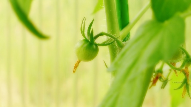 実をつけたミニトマト