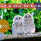 アフィンガー６（Action）違い